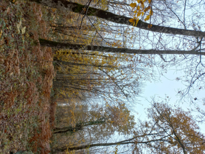 Cherche traqueurs avec petits chiens