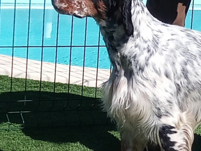 Thor Trialer sur becasses, diso pour Saillie Tricolore