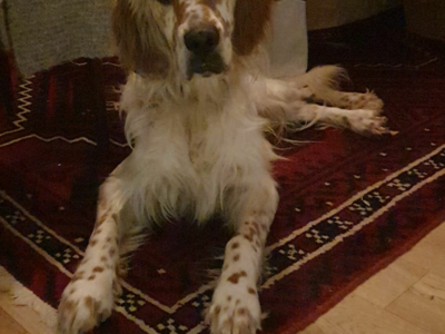 Setter-Anglais Lemon