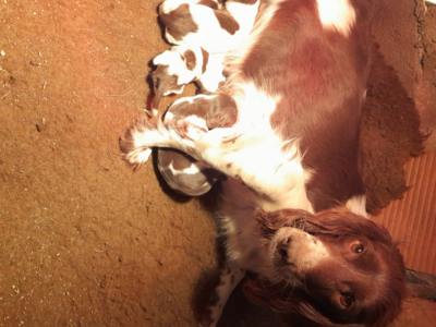 beagles et springers spaniels