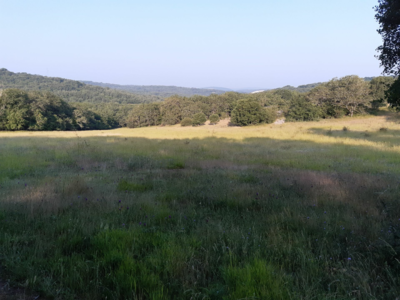 recherche canon 270 ou 7rm pour r8 blaser