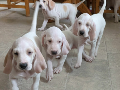 Jakrhundvalper Porcelaine