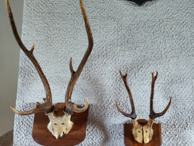 trophée de chasse chevreuil