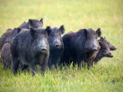 recherche petit territoire