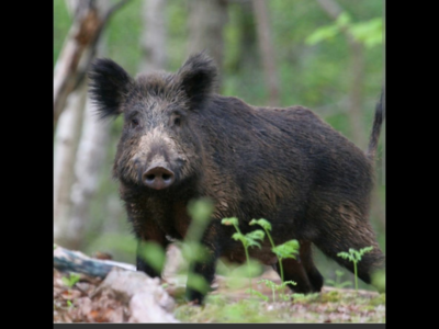 Forêt domaniale de Saint-Michel 02