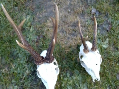 action de chasse en Corrèze