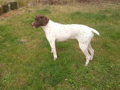Vends chiots Braque Français, type Pyrénées