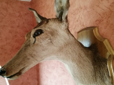 Tête de Biche naturalisée