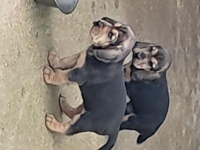 Chiots Bruno saint Hubert