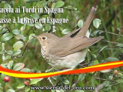 Chasse à la Grive