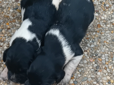 Chiots épagneul breton noir et blanc