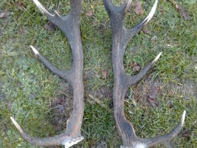 action de chasse en CORREZE