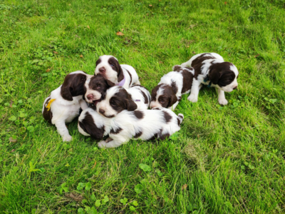 Chiots English springer spaniel