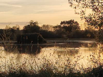 Chasse aux canards