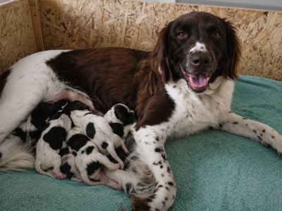 Chiots mâles Petit Epagneul de Münster