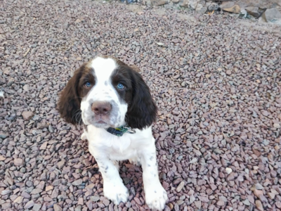 Chiots English springer spaniel
