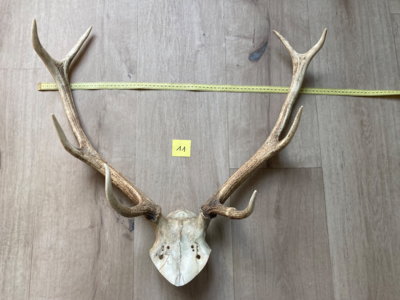 Bois de cerf