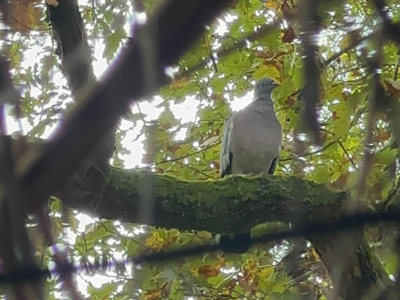 Chasse à la palombe dans les Landes de Gascogne