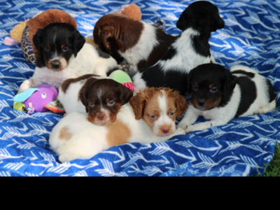 Chiots épagneul breton