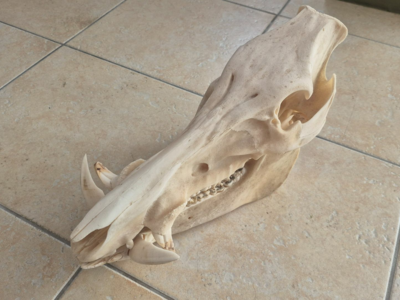 crane de sanglier