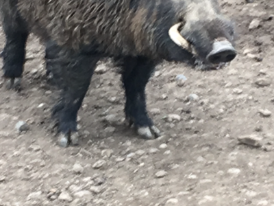 Sangliers de 40kg