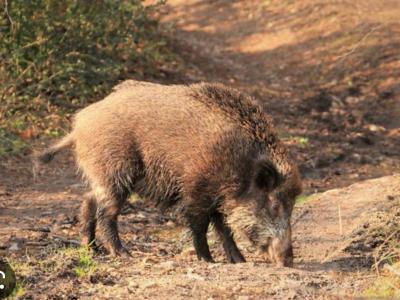 Recherche territoire de chasse