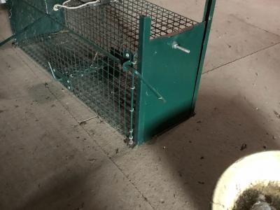 Cage Piège taille moyenne