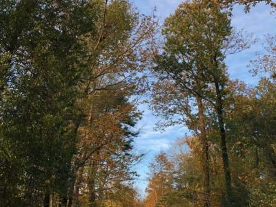 Excellent territoire de chasse - Nord Cotentin