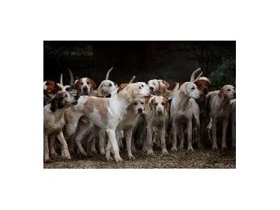 Propose 1 action de chasse - Grand gibier - Laval