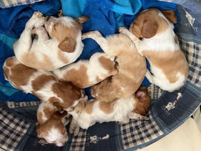 Vends chiots épagneuls bretons