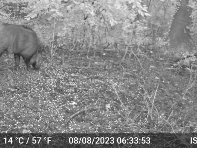Chasse Petit et Grand Gibier 62