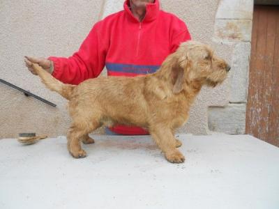 Chiots et chiens Basset Fauve disponibles de suite grandes lignées sanglier et liévre