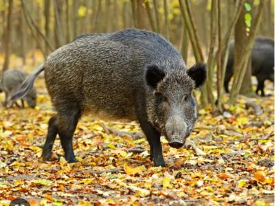 Recherche de retour de Chasse à louer