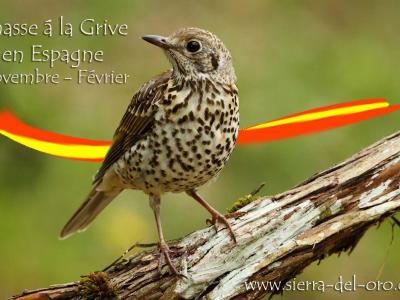 Chasse à la Grive