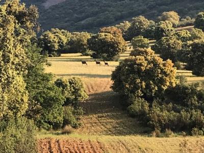 Monteria en direct avec groupe Franco-Belge