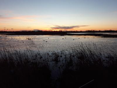 Chasse d'affût  au gibier d'eau