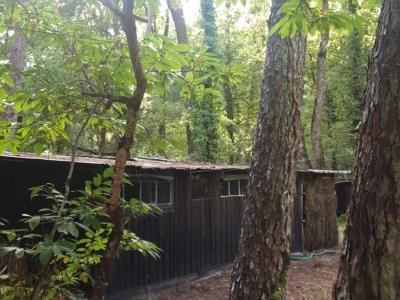 Journée de chasse en palombière dans les Landes de Gascogne