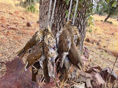 Chasse à la Grive