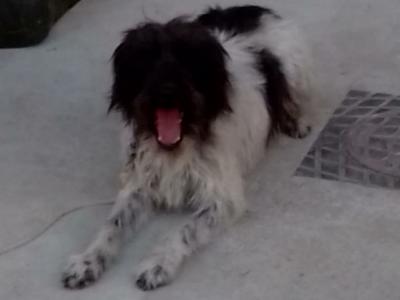 Chienne de chasse croisé Griffon
