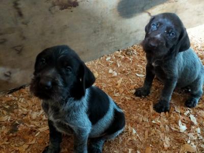 Chiots Draathar