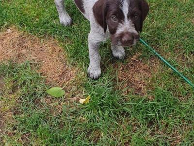 Chiot Barbu tchèque mâle