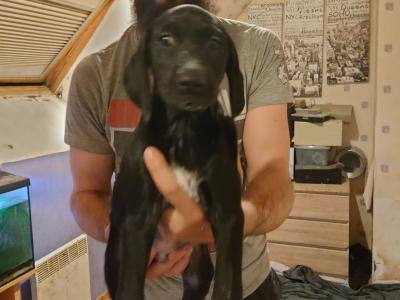 chiots