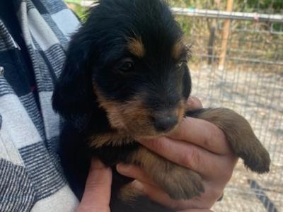 Chiots GRIFFON NIVERNAIS  LOF