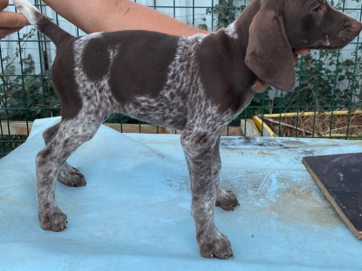 Chiots braque allemand