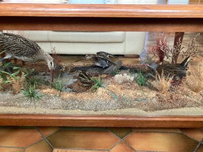 Table basse avec oiseaux empaillés