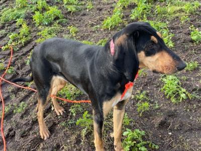 Vend chienne rapprocheur