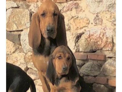 CHIOTS BRUNO ST HUBERT FRANCAIS