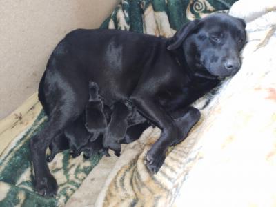 Chiot labrador