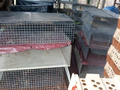 CAGES D'ENVOLLE
