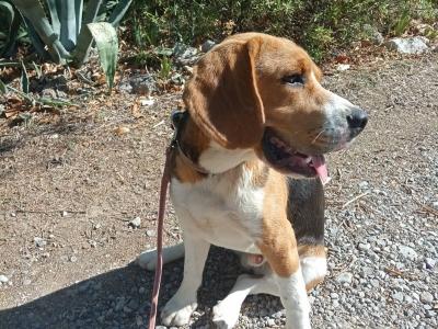 BEAGLE LOF 1 AN